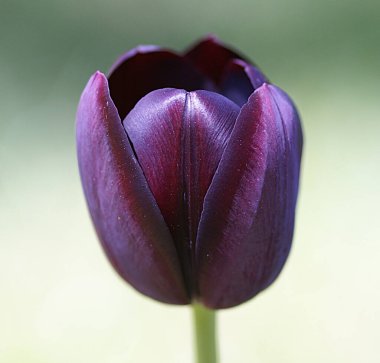 Doğal güzellikteki lalelerin fotoğrafı. Doğanın birçok rengini taşırlar..
