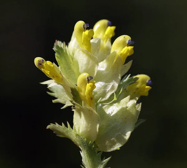 黄色花朵的高质量射击 — 图库照片