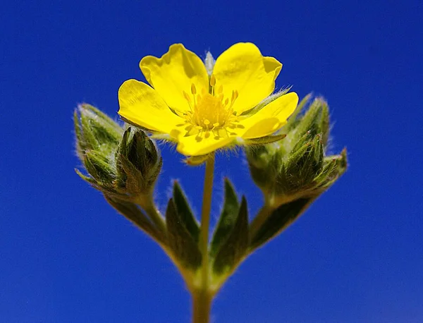 Hög kvalitet skott av en gul blomma — Stockfoto