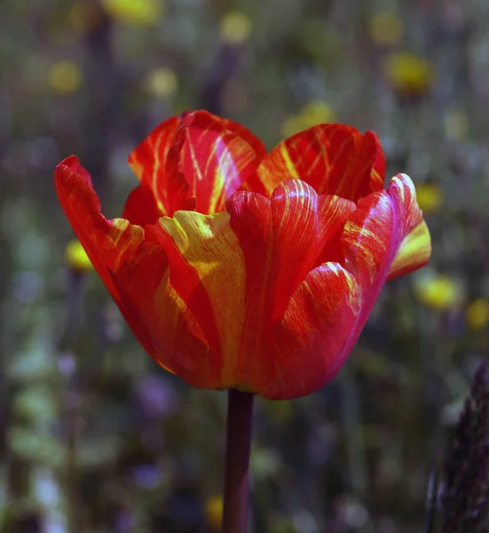 Ein Foto der Tulpen, die Naturschönheiten sind. Sie tragen viele Farben der Natur. — Stockfoto