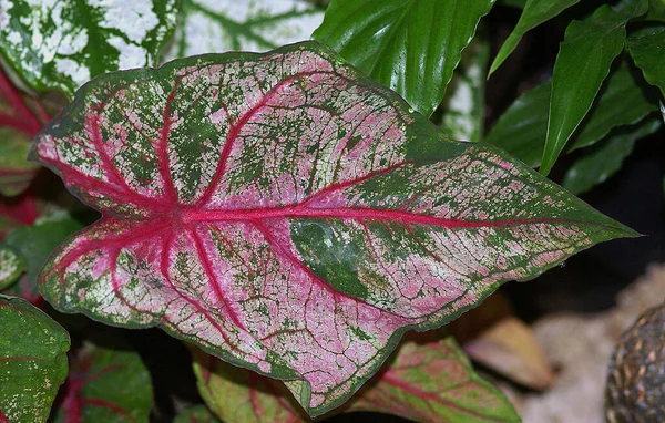 Foto fascinante de uma folha rosa e verde. — Fotografia de Stock