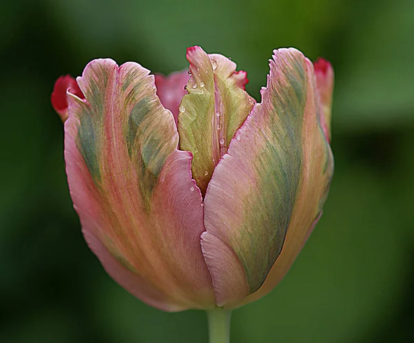 Fascinant, gros plan de fleur de tulipe rose dans un jardin. — Photo