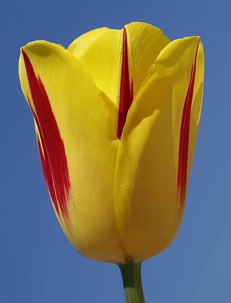 Una foto de los tulipanes que son bellezas naturales. Llevan muchos colores de la naturaleza. — Foto de Stock