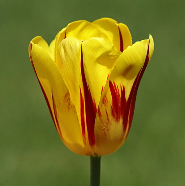 Ein Foto der Tulpen, die Naturschönheiten sind. Sie tragen viele Farben der Natur. — Stockfoto