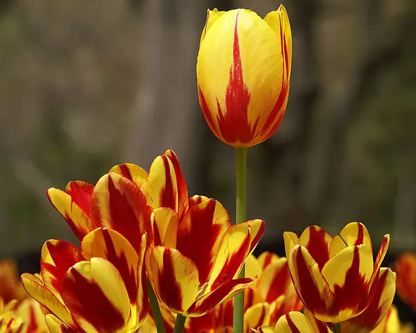 Faszinierendes Foto von gelben Tulpenblüten in einem Garten. — Stockfoto