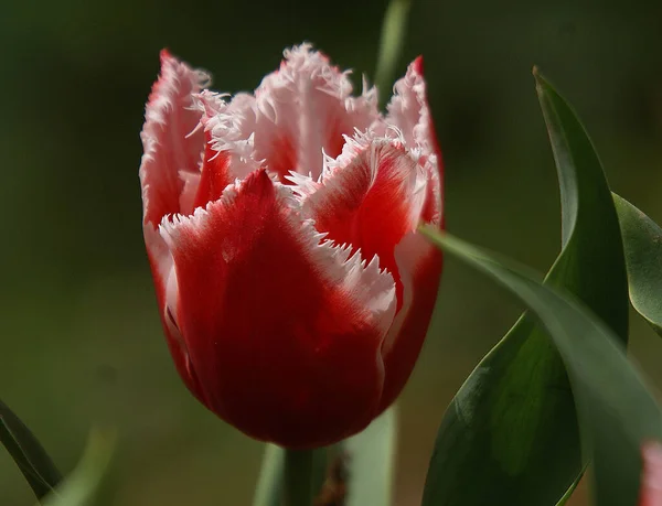Очаровательный, крупным планом розовый цветок тюльпана в саду. — стоковое фото