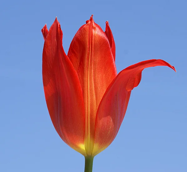Una foto de los tulipanes que son bellezas naturales. Llevan muchos colores de la naturaleza. — Foto de Stock