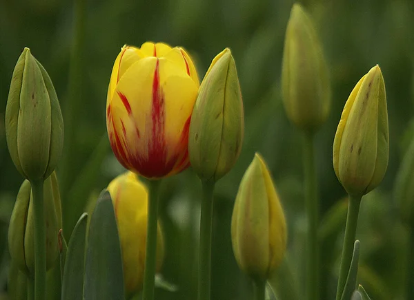 Faszinierendes Foto von gelben Tulpenblüten in einem Garten. — Stockfoto