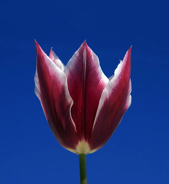 Zdjęcie tulipanów które są naturalnymi pięknościami. Noszą wiele kolorów natury.. — Zdjęcie stockowe