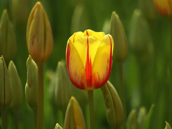 Fascinante photo de fleur de tulipe jaune dans un jardin. — Photo