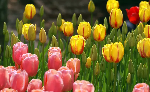 Photo fascinante de fleurs de tulipes avec des couleurs telles que le jaune et le rose. — Photo