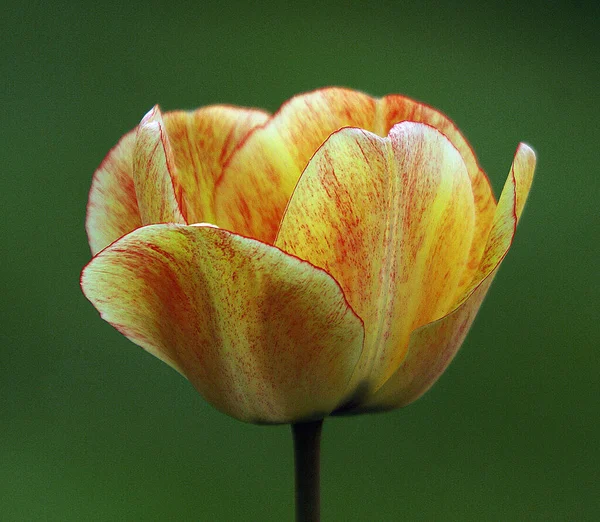 Fascinerande foto av gul tulpan blomma i en trädgård. — Stockfoto