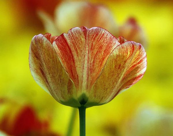 Maravilhoso tiro de uma flor tulipa de cor amarela. — Fotografia de Stock