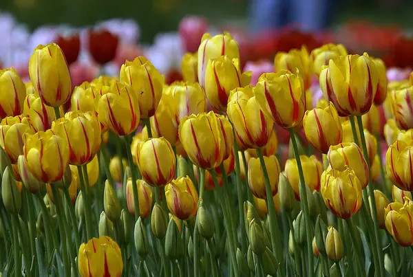 Fascinante photo de fleur de tulipe jaune dans un jardin. — Photo