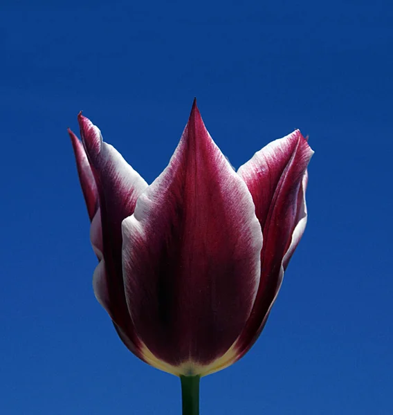 Una foto de los tulipanes que son bellezas naturales. Llevan muchos colores de la naturaleza. — Foto de Stock