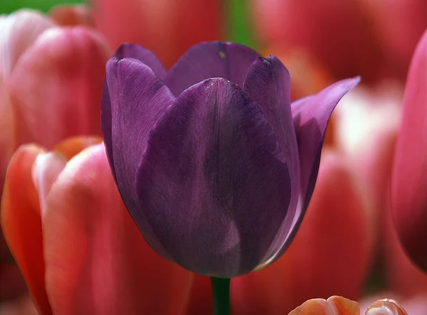 Close up shot of a purple tulip flower. — Stock Photo, Image