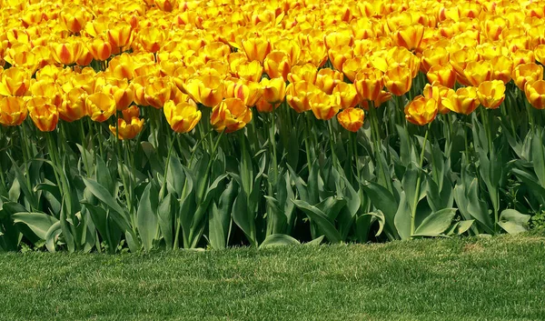 庭の黄色のチューリップの花の魅力的な写真. — ストック写真