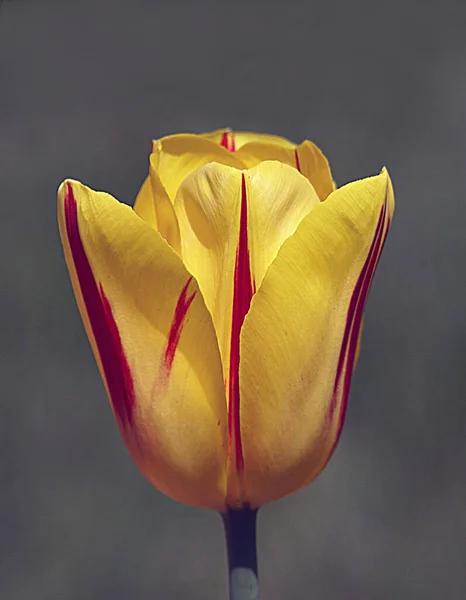 Una foto de los tulipanes que son bellezas naturales. Llevan muchos colores de la naturaleza. — Foto de Stock