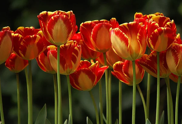 Plan fascinant de fleurs de tulipes de couleur rouge. — Photo