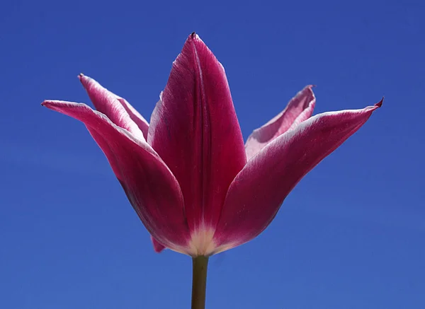 Une photo des tulipes qui sont des beautés naturelles. Ils portent beaucoup de couleurs de la nature. — Photo