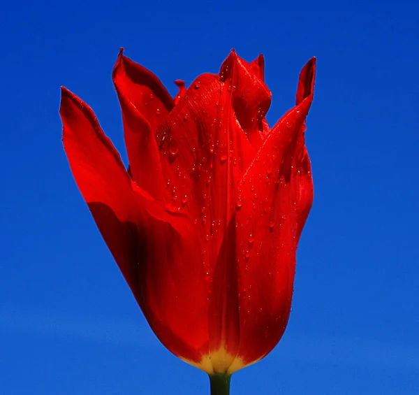 Ein Foto der Tulpen, die Naturschönheiten sind. Sie tragen viele Farben der Natur. — Stockfoto