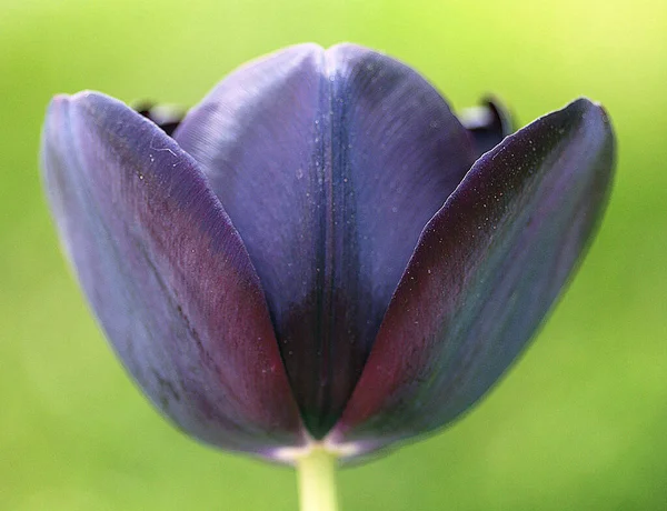 Photo fascinante d'une fleur de tulipe de couleur bleue. — Photo