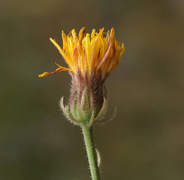 Vysoce kvalitní záběr žlutého květu — Stock fotografie