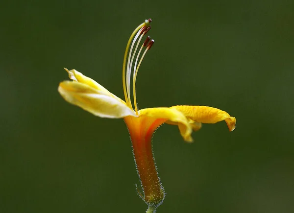 Hög kvalitet skott av en gul blomma — Stockfoto