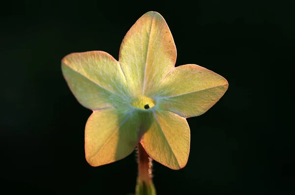 Una foto de una flor amarilla que es impecable con su color —  Fotos de Stock