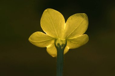 Sarı Çiçeğin Yüksek Kaliteli Çekimi