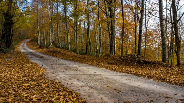 Uma bela vista de estrada através da floresta no outono. — Fotografia de Stock
