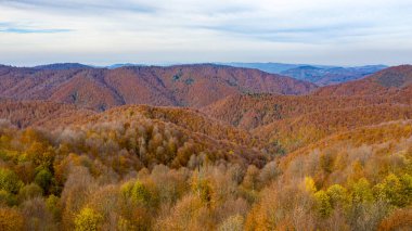 Sonbaharda ormanda güzel bir yol manzarası.