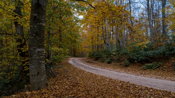 Una hermosa vista del camino a través del bosque en otoño. — Foto de Stock