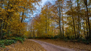 Sonbaharda ormanda güzel bir yol manzarası.