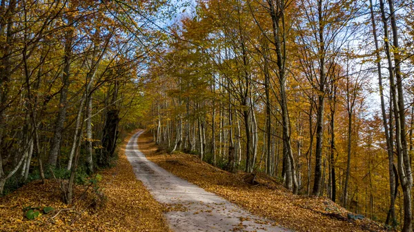 Een prachtig uitzicht op de weg door het bos in de herfst. — Stockfoto