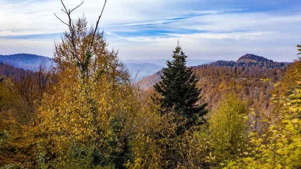 Piękny jesienny krajobraz w lesie z Hendek w Turcji — Zdjęcie stockowe