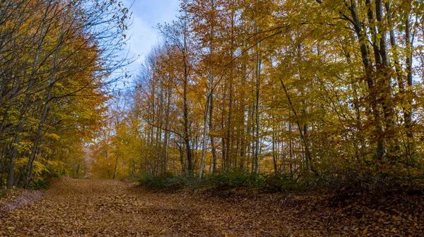 Una bella vista sulla strada attraverso la foresta in autunno. — Foto Stock