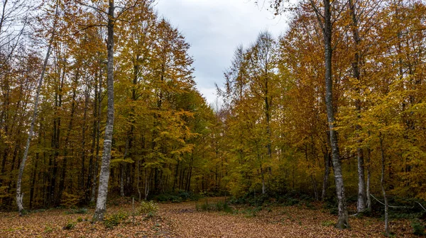 Una hermosa vista del camino a través del bosque en otoño. —  Fotos de Stock