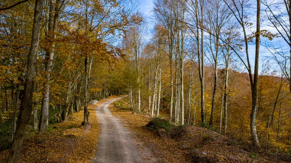 Une belle vue sur la route à travers la forêt en automne. — Photo