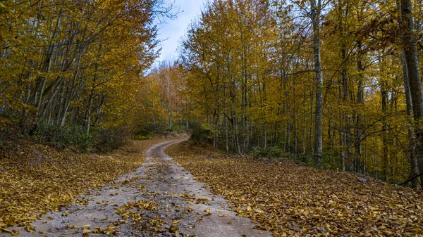 Uma bela vista de estrada através da floresta no outono. — Fotografia de Stock