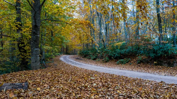 Een prachtig uitzicht op de weg door het bos in de herfst. — Stockfoto