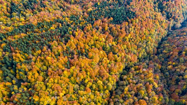 Hermoso paisaje otoñal en el bosque de hendek en Turquía — Foto de Stock