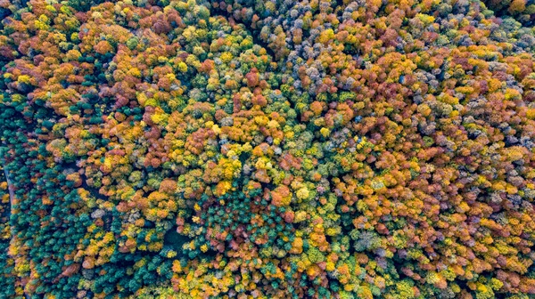 Hermoso paisaje otoñal en el bosque de hendek en Turquía — Foto de Stock