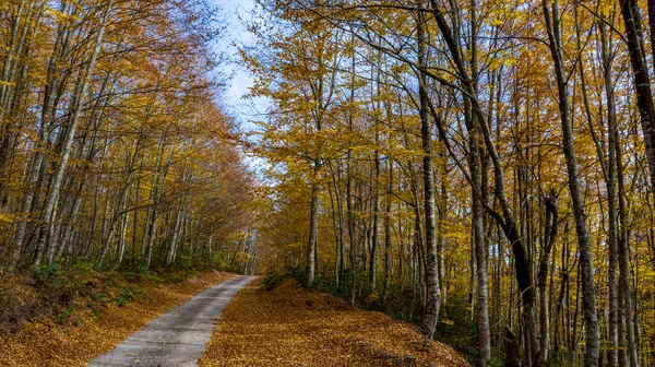 Een prachtig uitzicht op de weg door het bos in de herfst. — Stockfoto