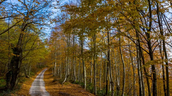 Una hermosa vista del camino a través del bosque en otoño. — Foto de Stock