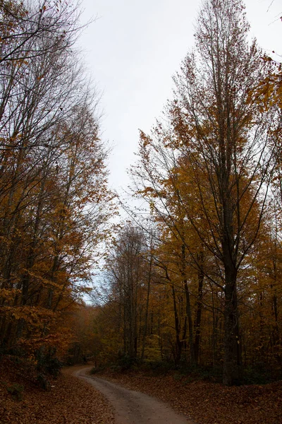 Een prachtig uitzicht op de weg door het bos in de herfst. — Stockfoto