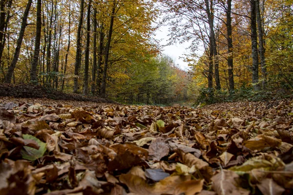 Foto de otoño de hojas en el bosque — Foto de Stock