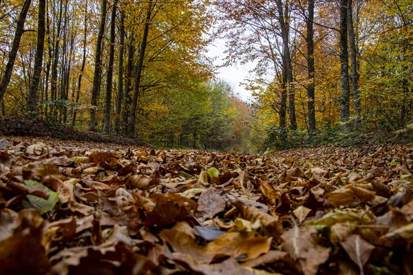 Foto de otoño de hojas en el bosque — Foto de Stock