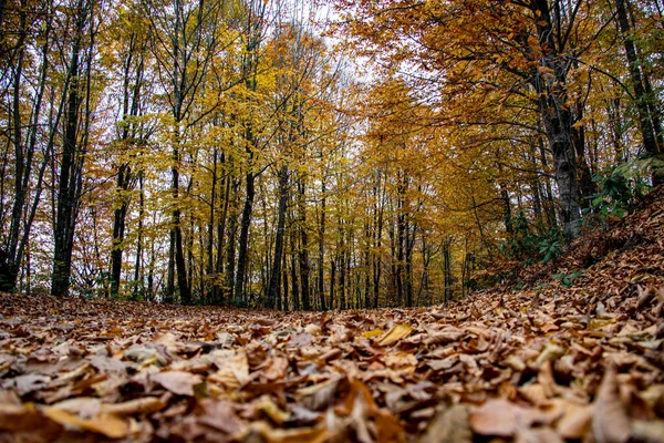 Automne photo de feuilles dans la forêt — Photo