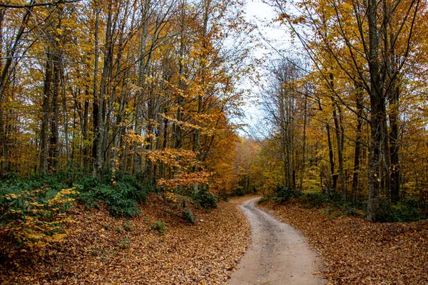 Una hermosa vista del camino a través del bosque en otoño. — Foto de Stock